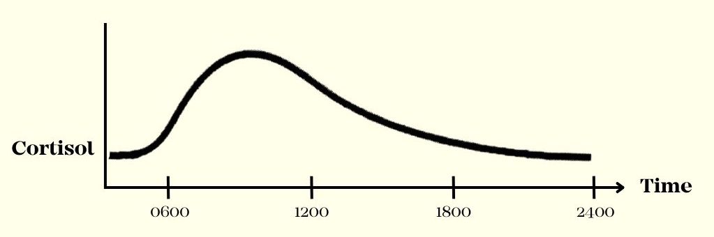Cortisol graph over time