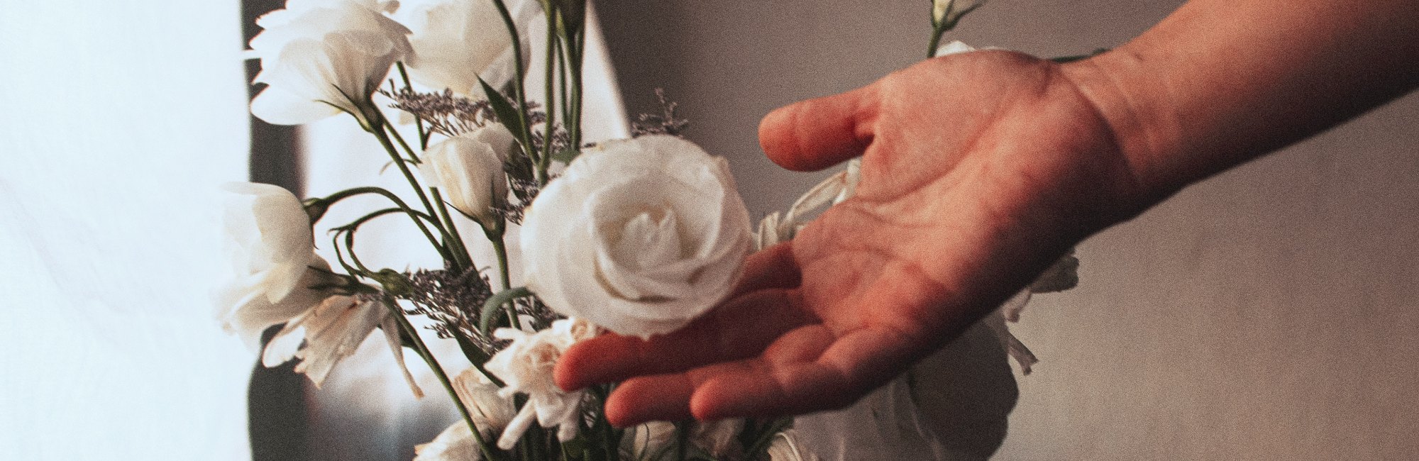 hand caressing white rose