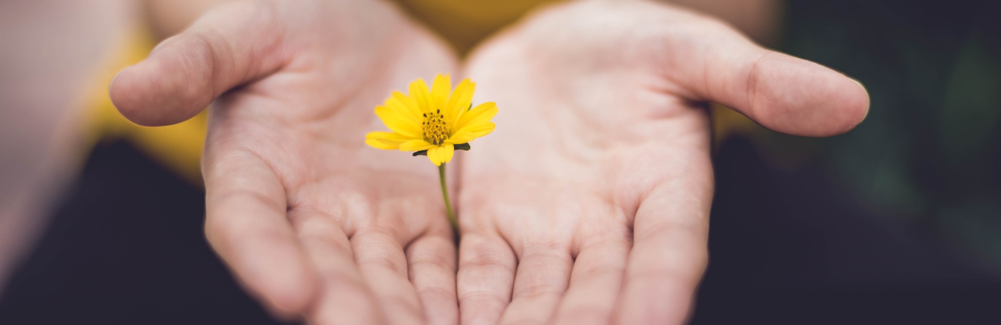 hands holding a daisy mindfulness